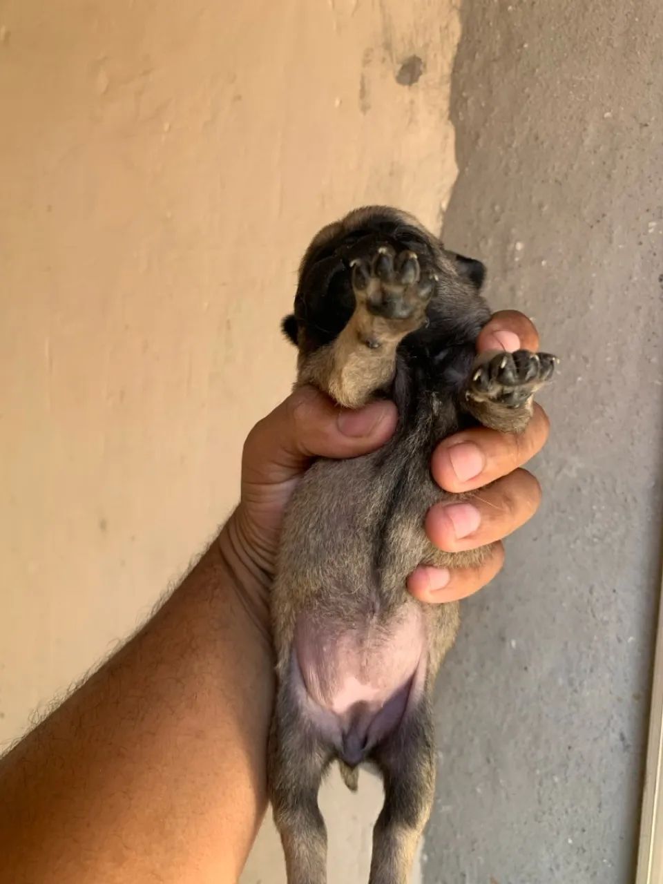 Filhotes de pug - Foto 4