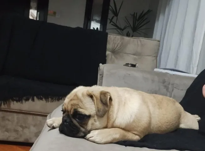 Filhote Pug