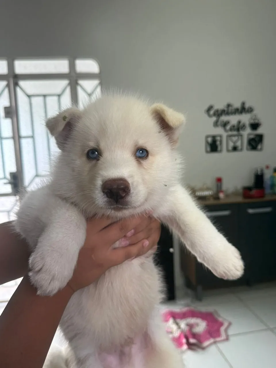 Filhote de Husky Siberiano de Olhos Azuis