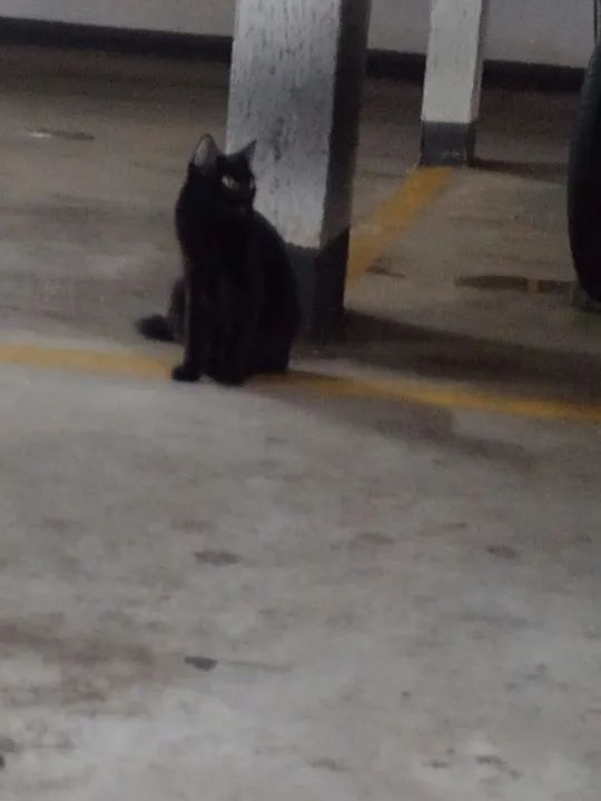 Gatinho fofinho disponível para adoção - Foto 2