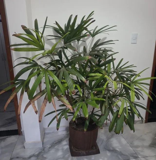 Vaso Grande Planta Ráfia, 8 mudas no Vaso, + que 1,60 de Altura