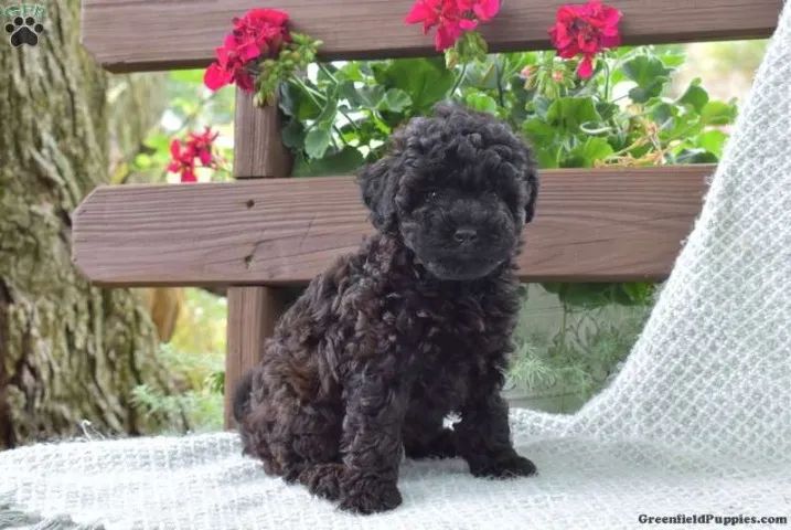 ?Esse Poodle já decidiu: o presente aqui é ele!? ?