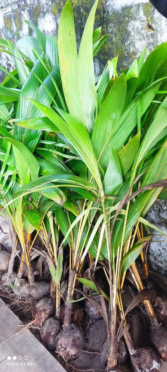 Coco anão e outras frutíferas enxertadas. Plantas ormamentais - Foto 5