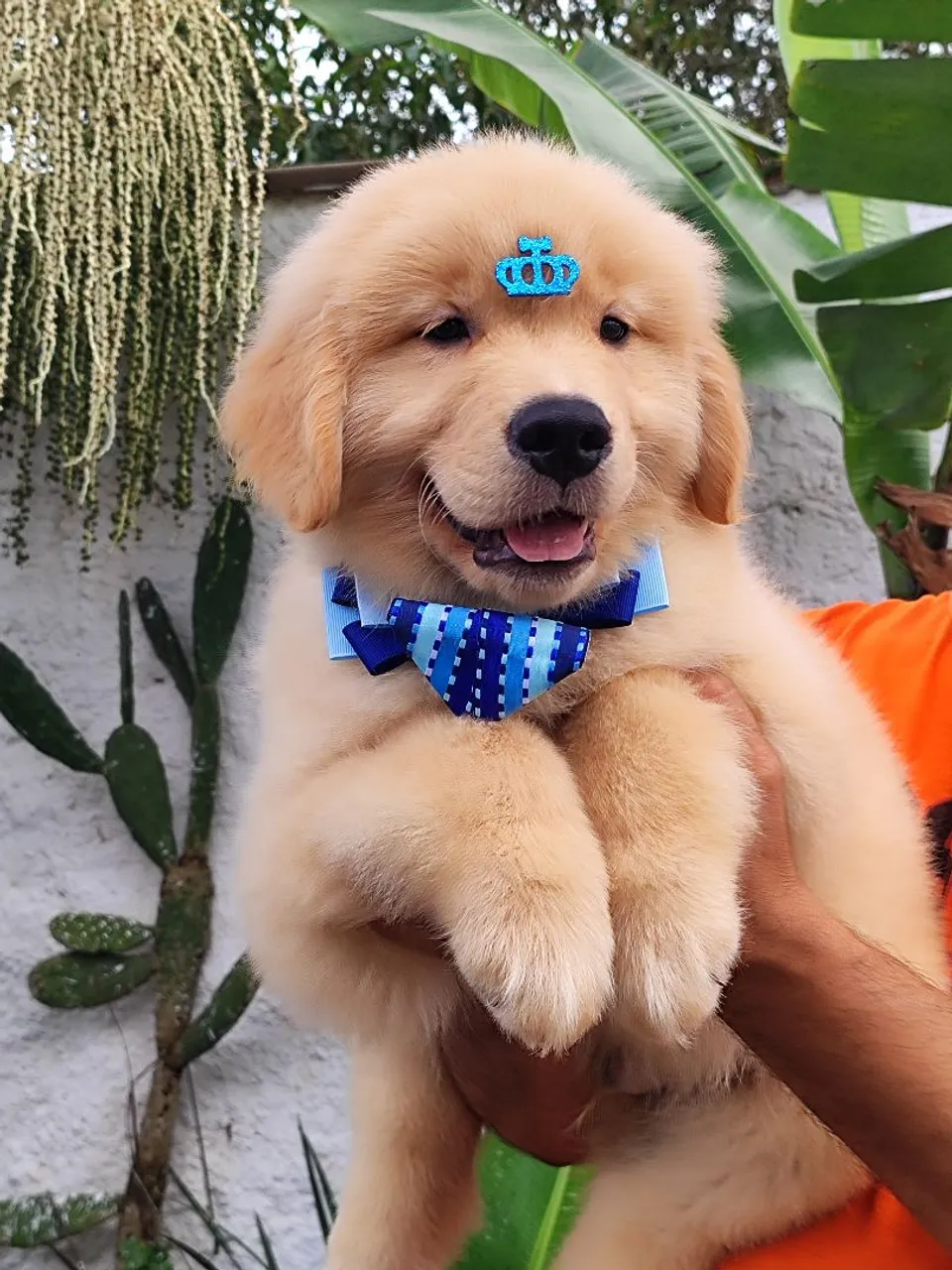 Filhote Golden Retriever -Encantador e companheiro