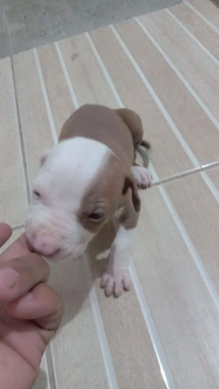 Filhotes de Pitbull - Foto 6