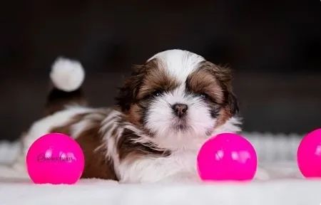 Shih-Tzu Fêmea: Um Filhote Cheio de Doçura e Encanto