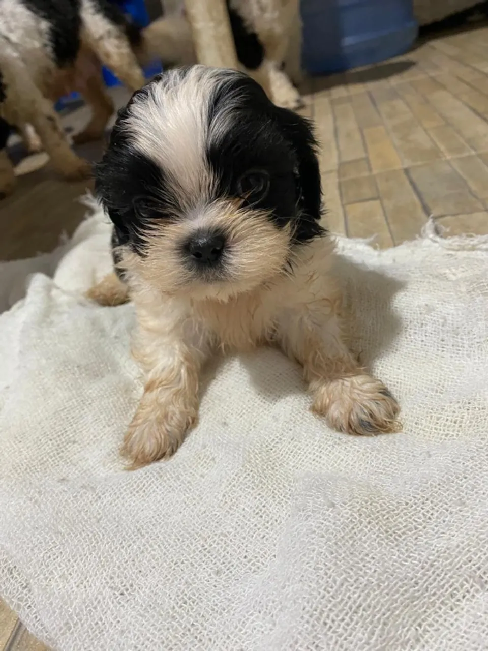 Filhotes de shihtzu