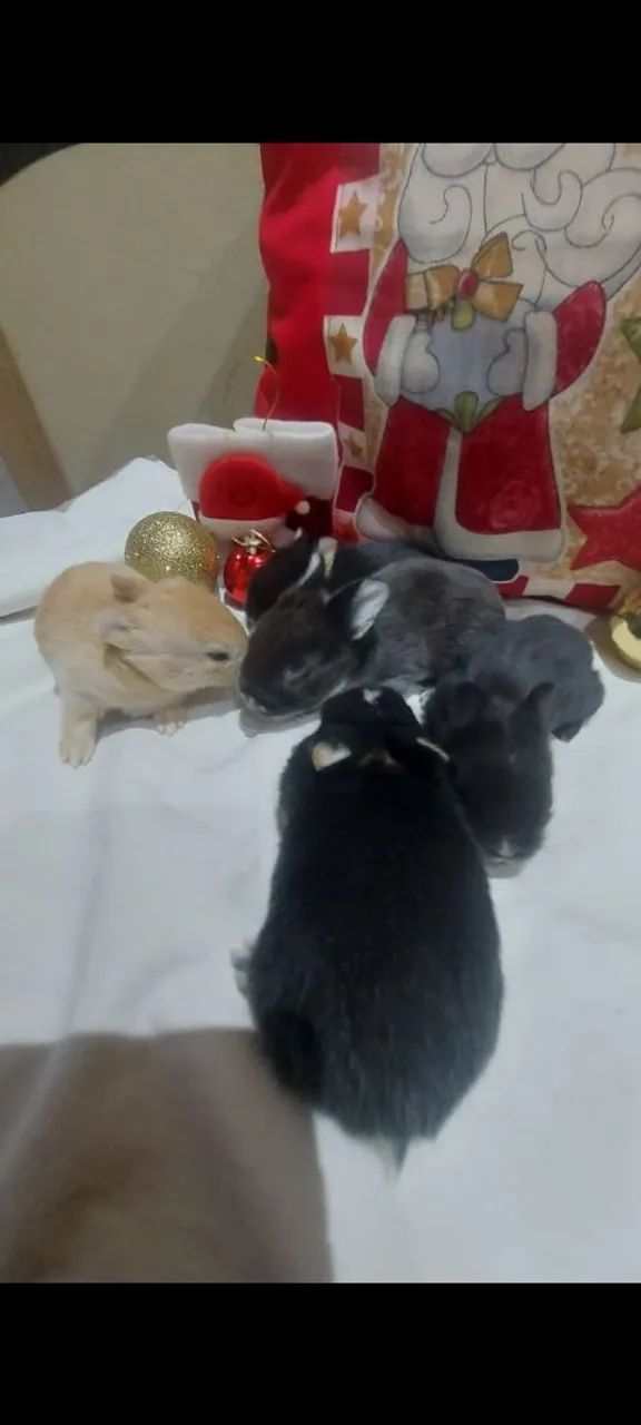 Barbada 64672973970947120