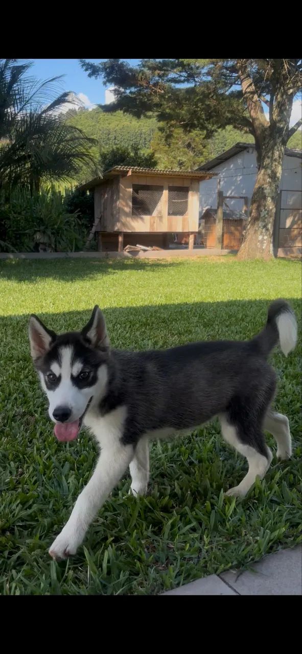 Husky Siberiano - Foto 5