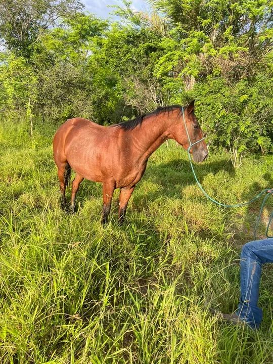 Égua Quarto de Milha