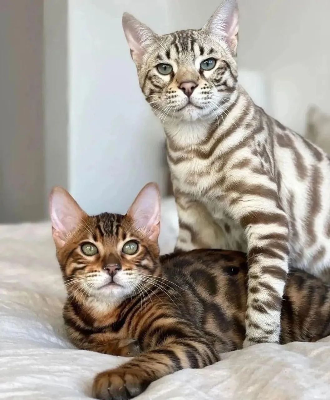 Filhotes de Bengal - Personalidade Única e Pelagem Incríve - Foto 2