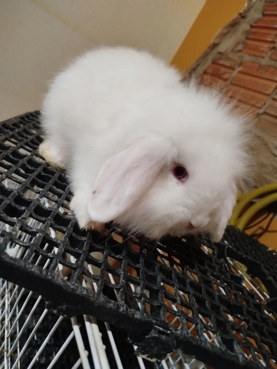 Mini Coelhos Variadas Raças e Valores