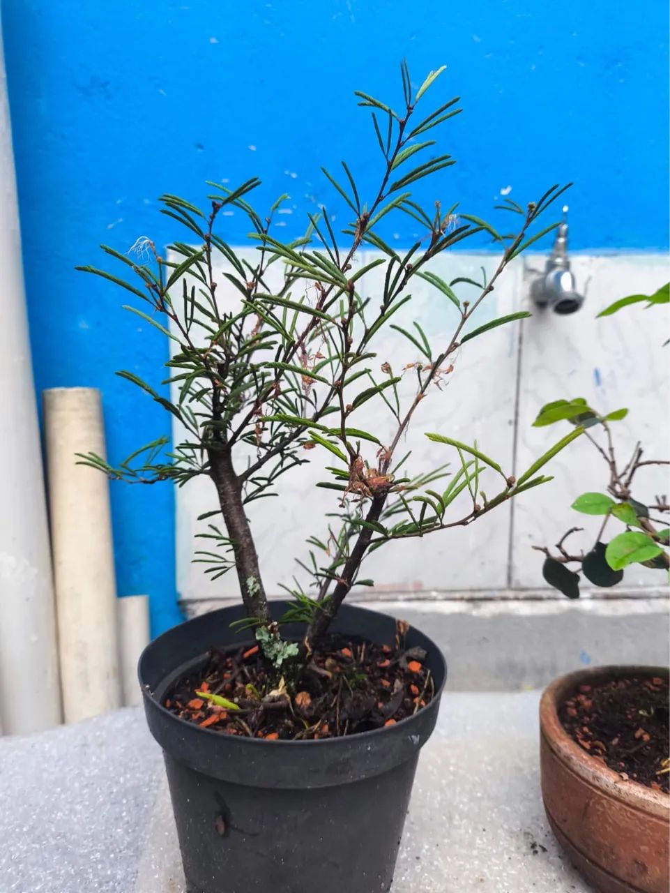 Lote com 3 bonsais - Foto 3