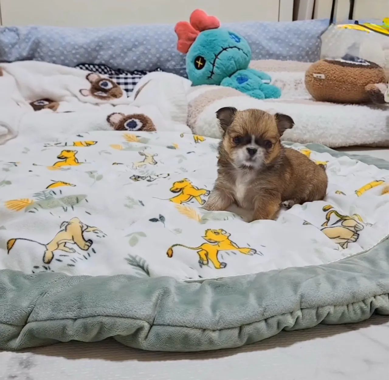 Chihuahua mini Pelo longo Cabecinha de maçã até 12x