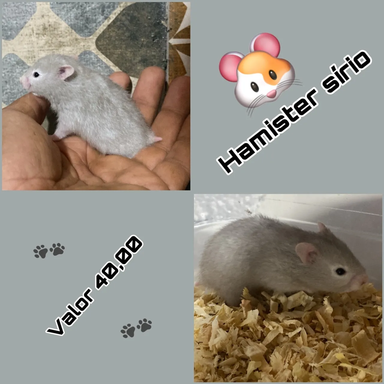 Hamster Sírio Cinza - Filhote