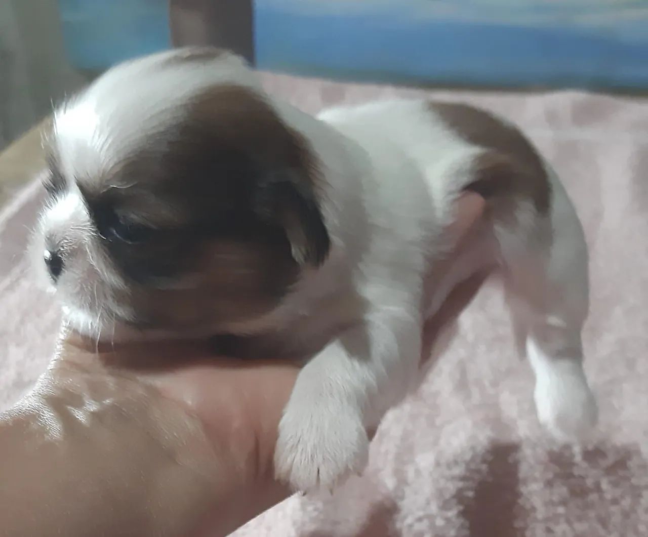 Filhote Shih Tzu