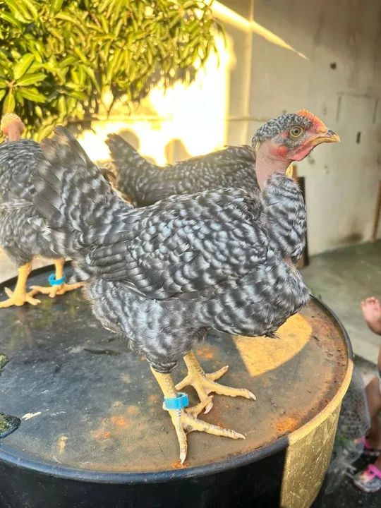 Pescoço pelado pedrês, Label rouge pedrês, frangas . - Foto 4