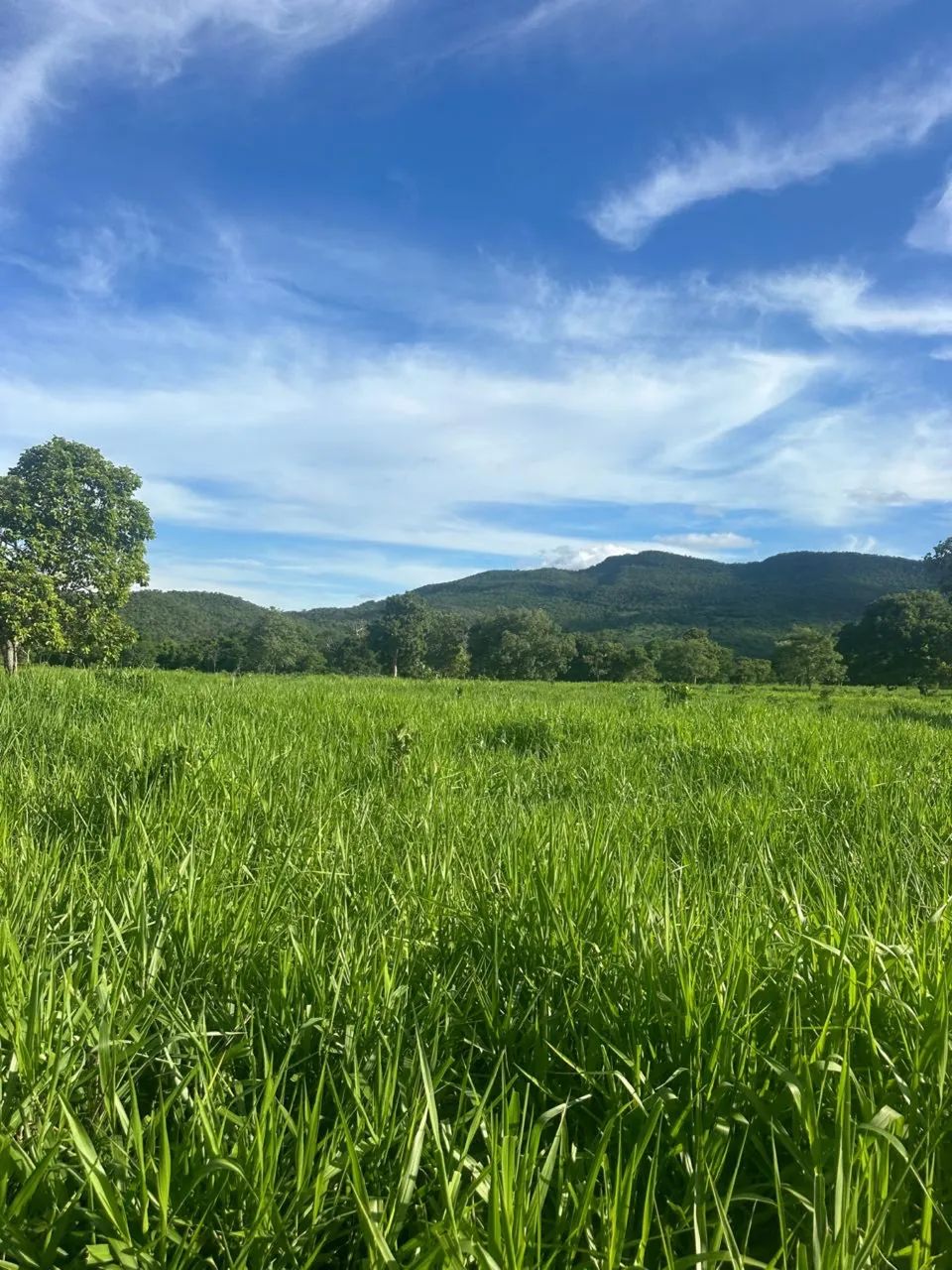 Fazenda de 58 alqueires em Faina- Go - Foto 3