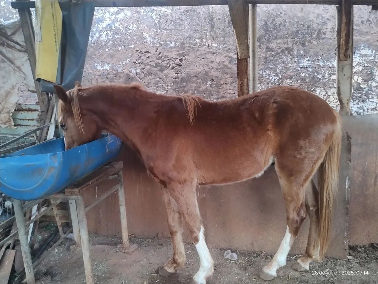 Cavalo para venda - Foto 3