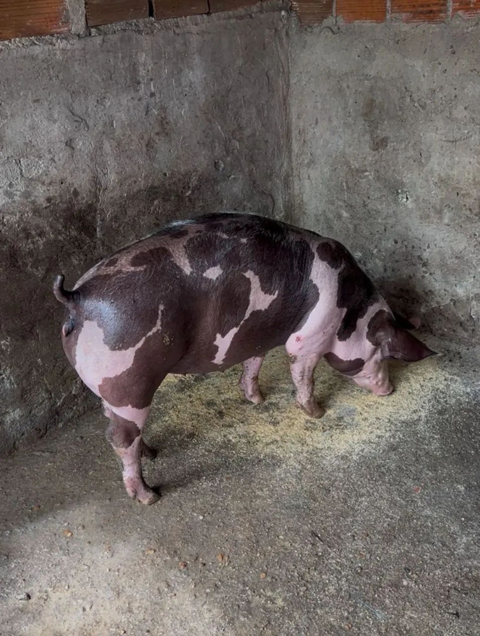  Vendo1 futura matriz pietran dálmata elite  - Foto 5