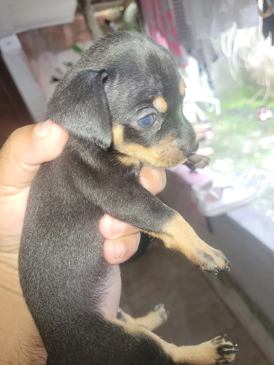 Filhote de Pinscher Fofura número  1 puro de pai e mãe  fêmea 600 macho 500 zap *