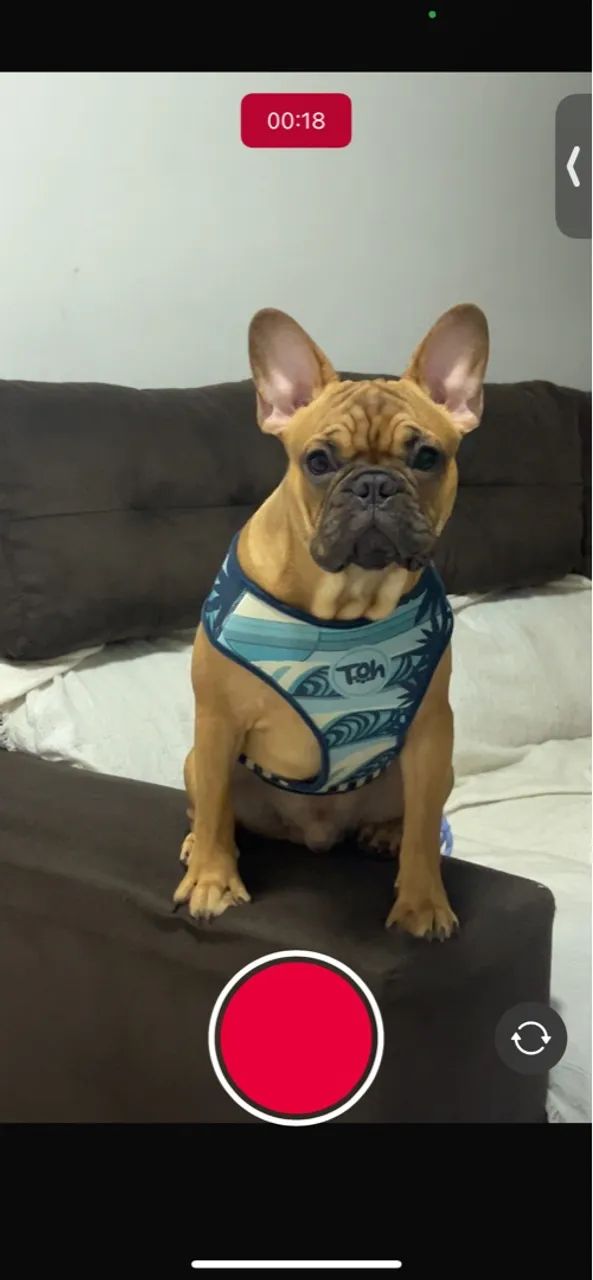 Vendo filhote bulldog francês 