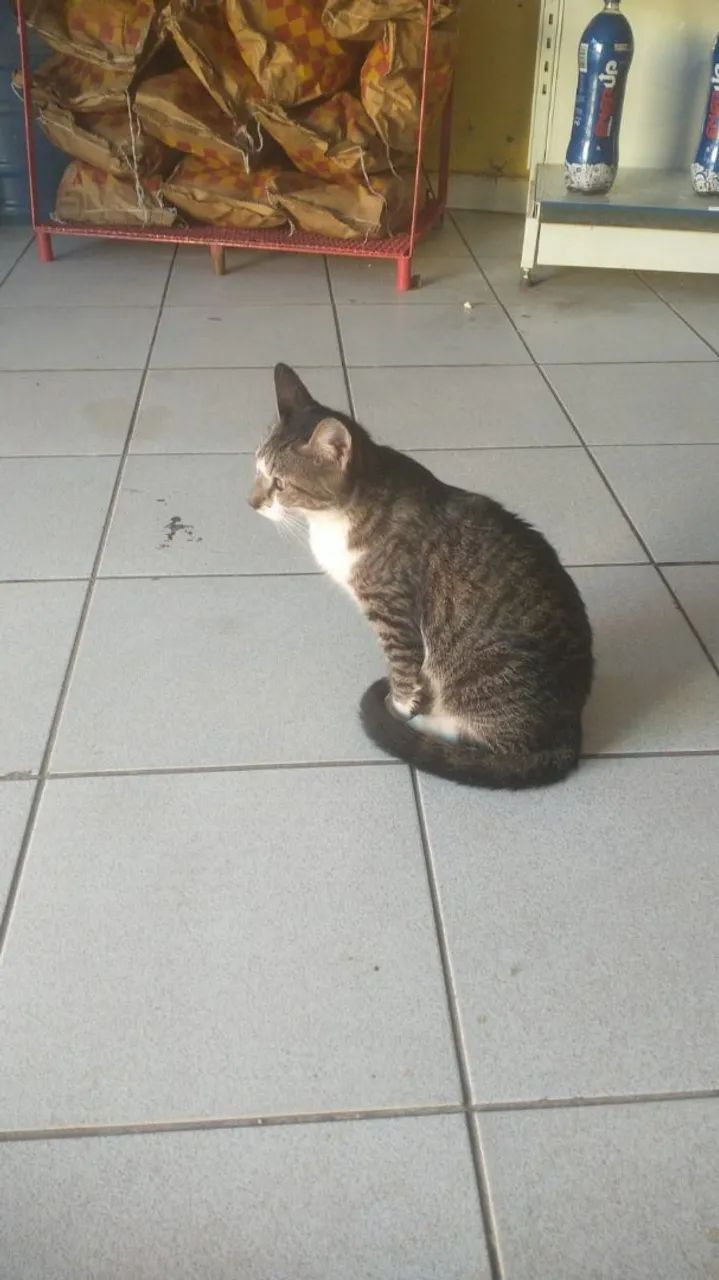Gato lindo disponível para adoção responsável  - Foto 3