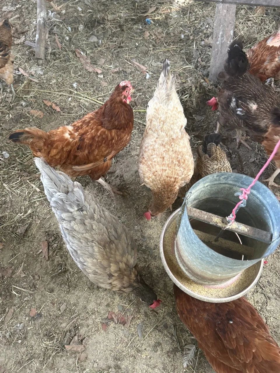 Casal de Gansos Adultos - 300,00 - Foto 4