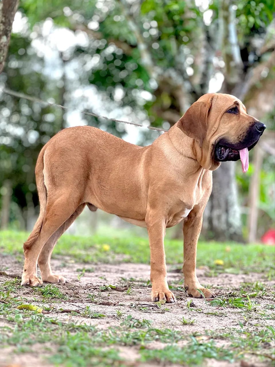 Rhodesian Ridgeback Mix Cane Corso Fila Brasileiro Mix Brazilian
