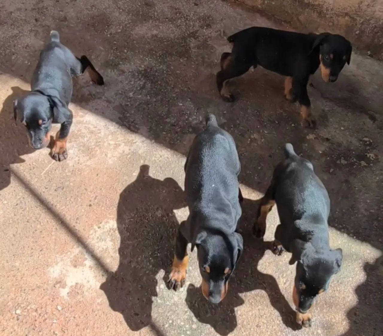 Filhotes de Doberman com 42 dias de vida pães no local  - Foto 5