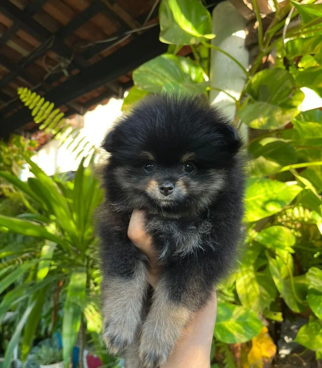 Filhote de Spitz Alemão Anão (Pomerânia) - Fêmea