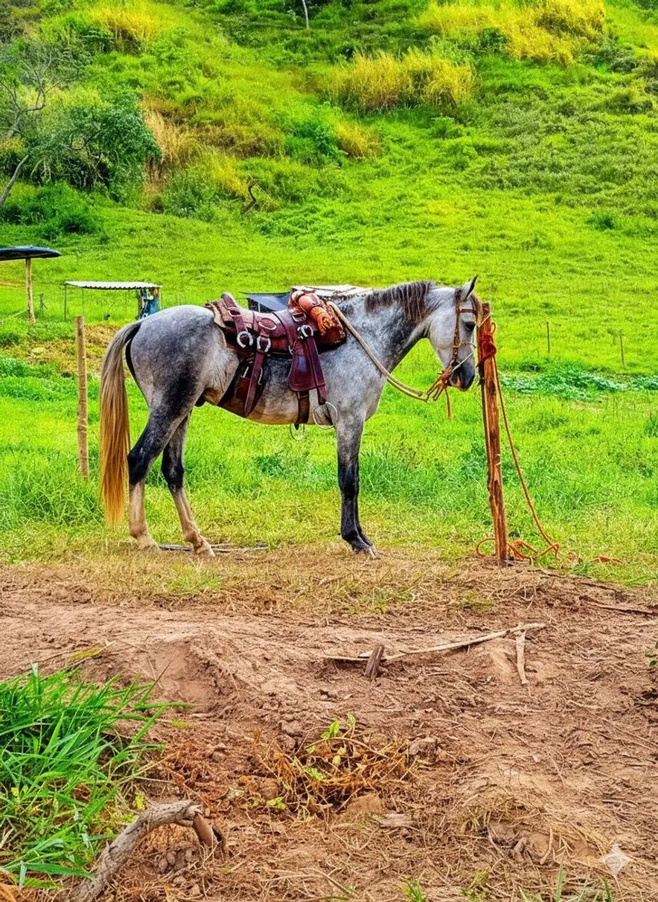 Cavalo bom barato - Foto 5