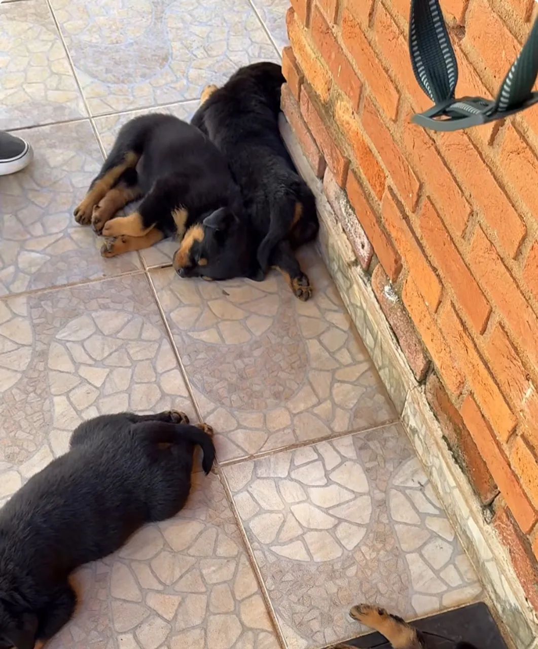 Lindo filhote com garantias de saída raça pura Rottweiler