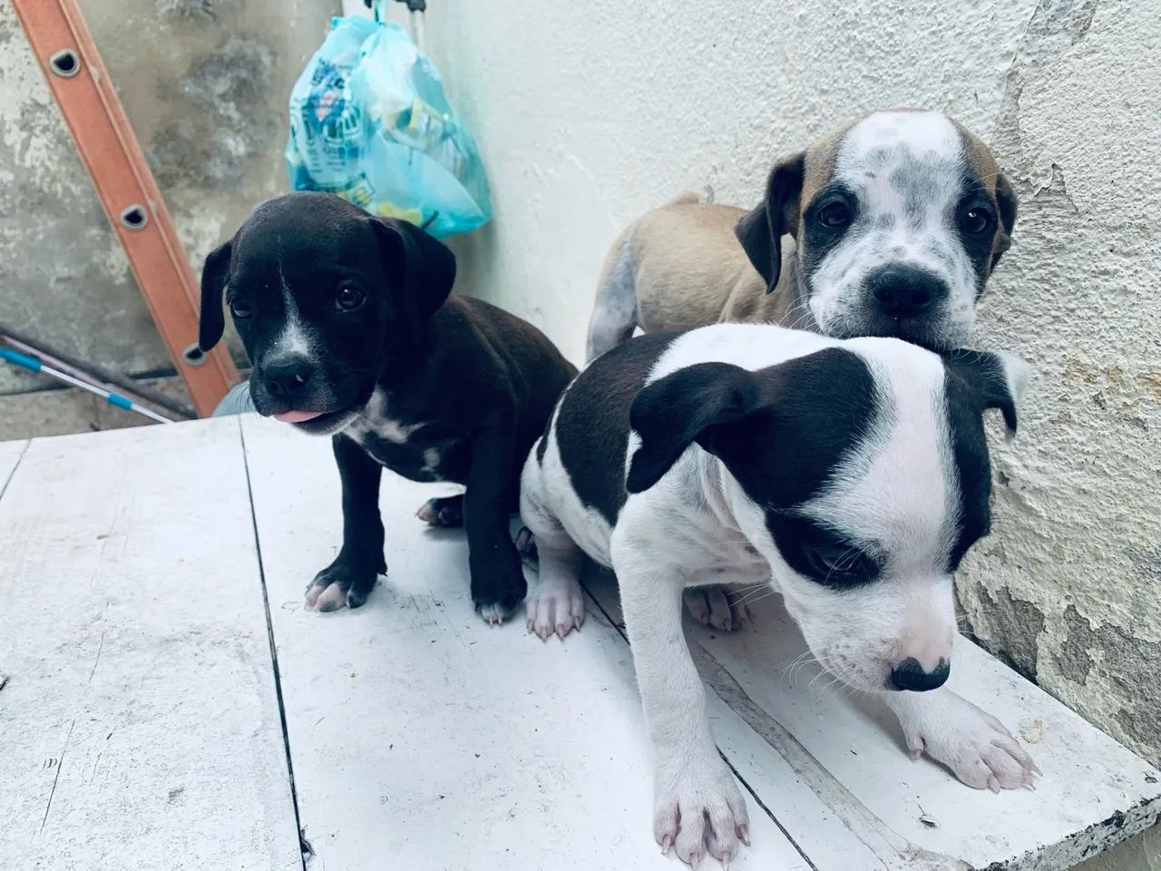 Filhote de pitbull puro ainda tem 3  - Foto 5