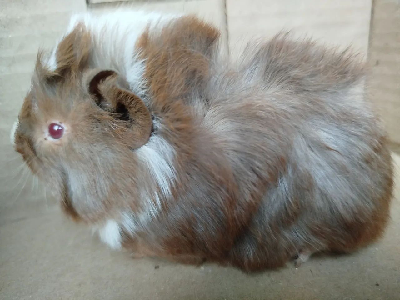 Porquinhos da índia 