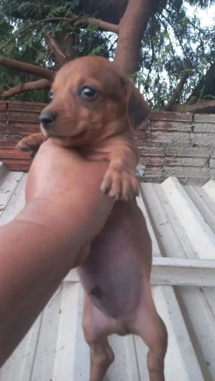 Filhote de Dachshund (Teckel) disponível para adoção!