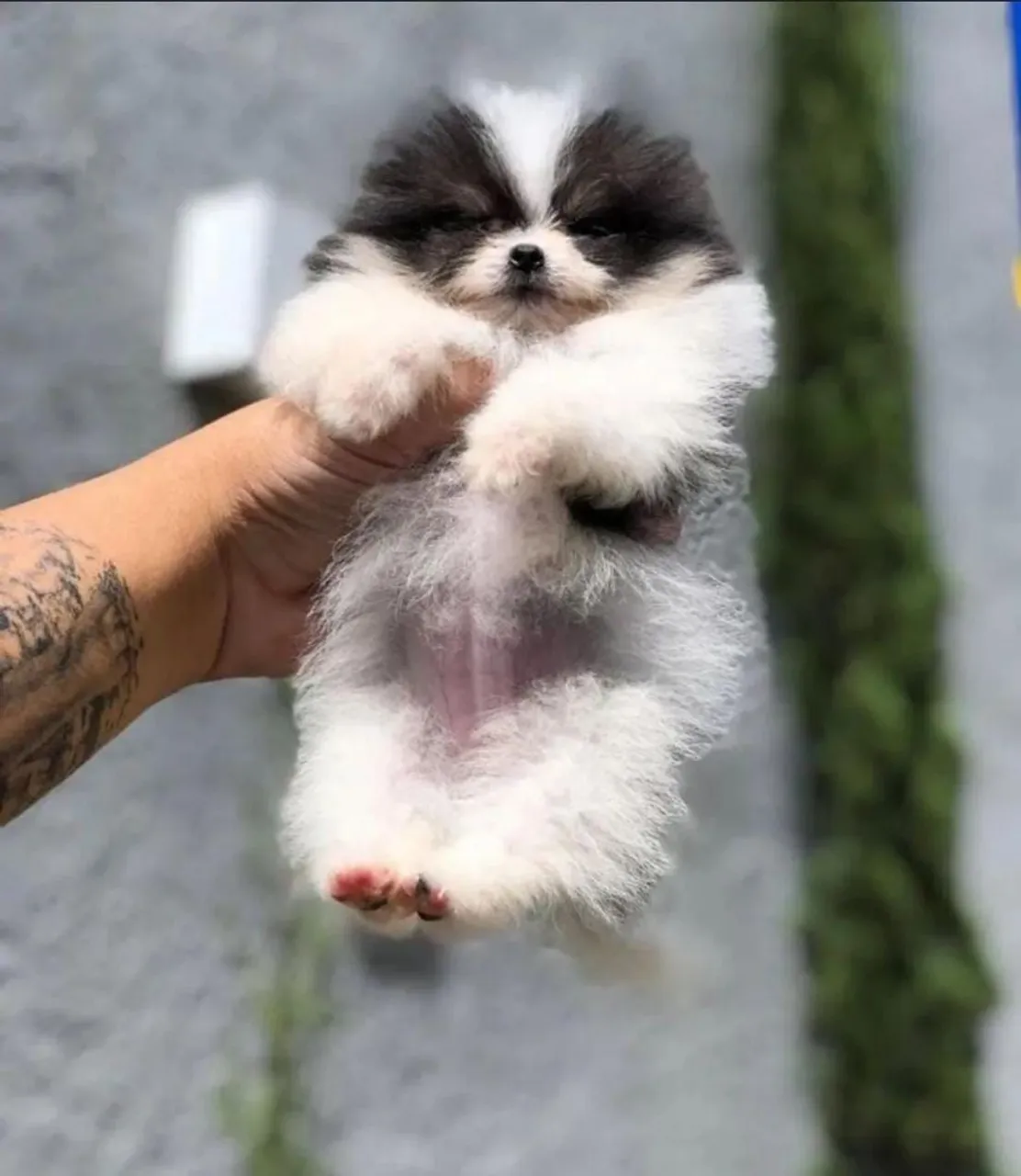 Lulu Anão Spitz Alemão - Fêmea e Macho fofura!