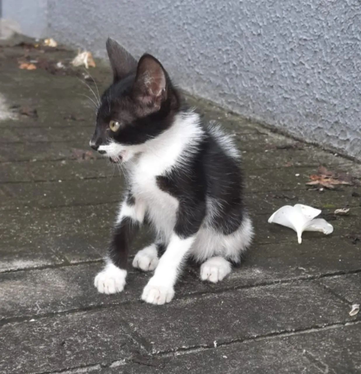 Dois Gatinhos um preto e outro preto e  branco disponível para adoção