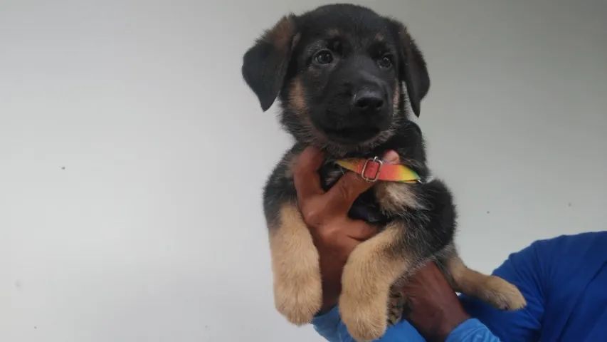 Cachorro - filhote: pastor alemão - Foto 2