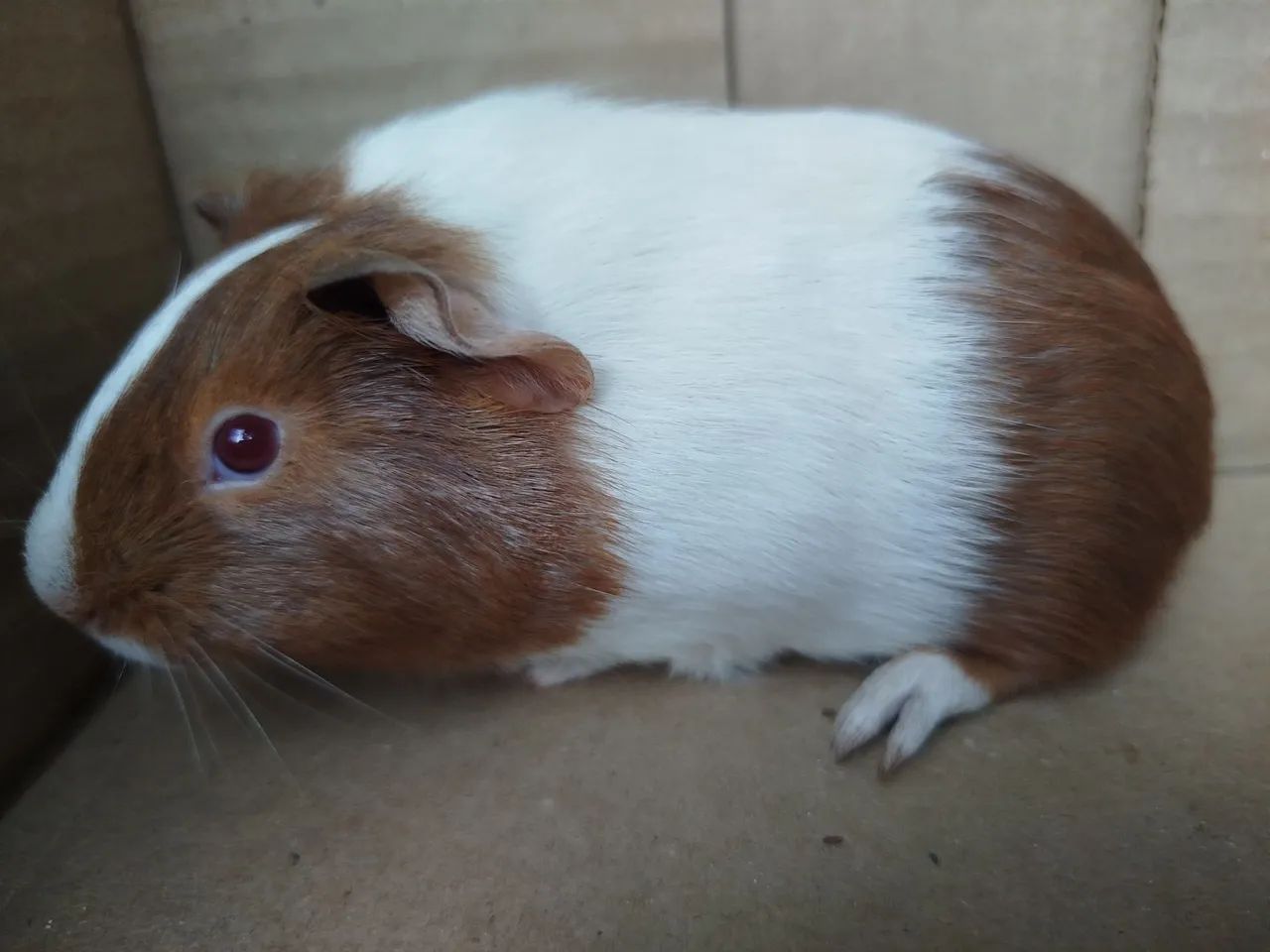 Porquinhos da índia  - Foto 2