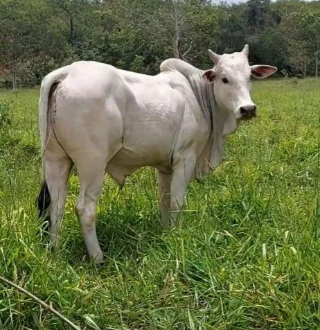 Garrotinho Nelore 2 anos 10 meses de IATF  - Foto 2