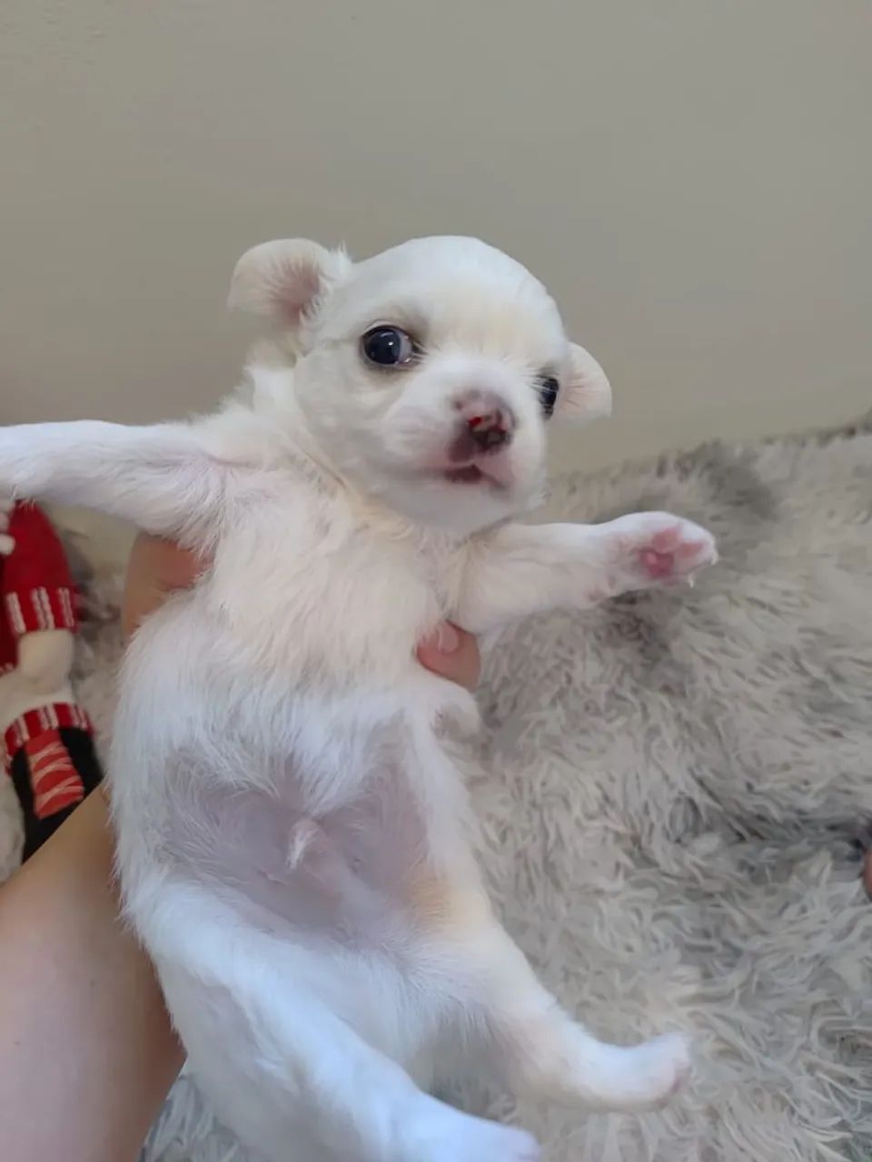 Filhotes chiuhahua pelo longo