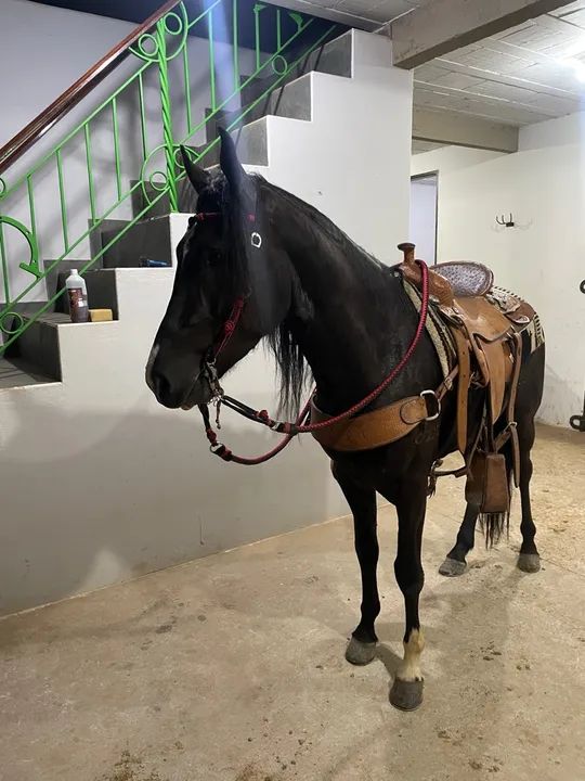 Cavalo MM Pra negócio  - Foto 3