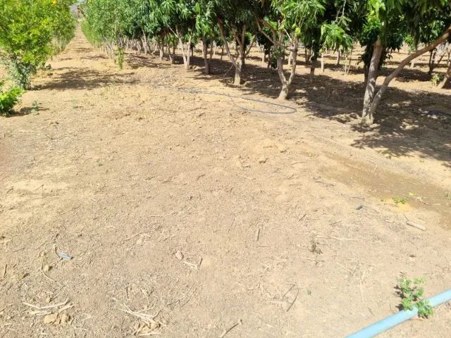 Fazenda em Canto do Buriti do Piauí - Foto 3