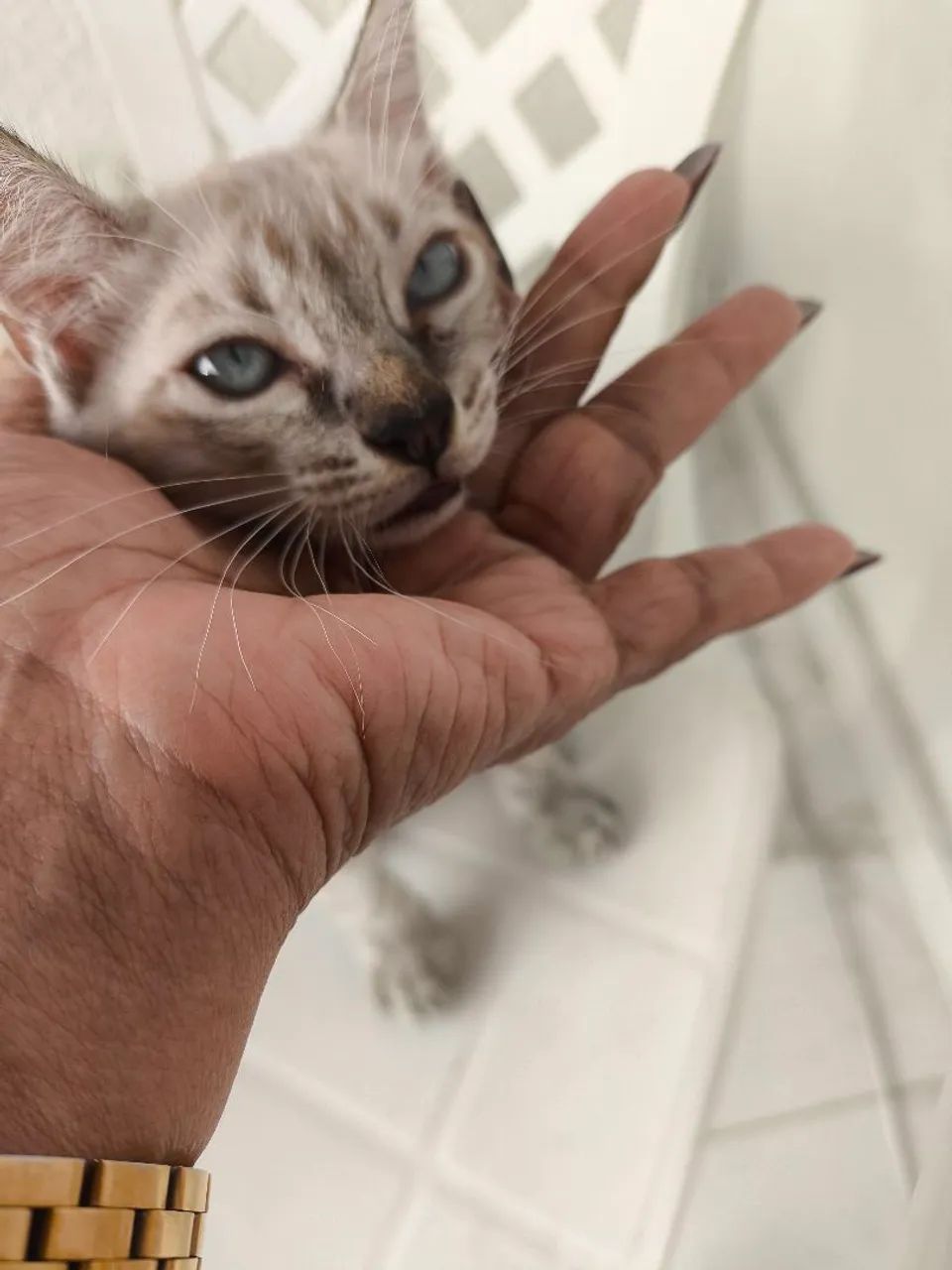 dou 50 reais p vim buscar Gatinho filhote siamês  - Foto 2