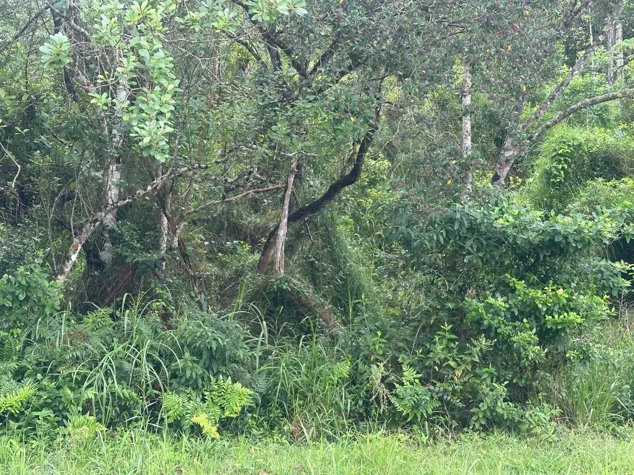 Terreno com 1.675,56m² no João Paulo - Foto 5