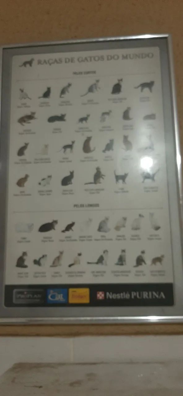Quadro de raças de gatos Rs 120.00 - Foto 4