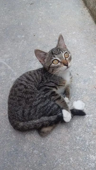 Gatinha para doação 