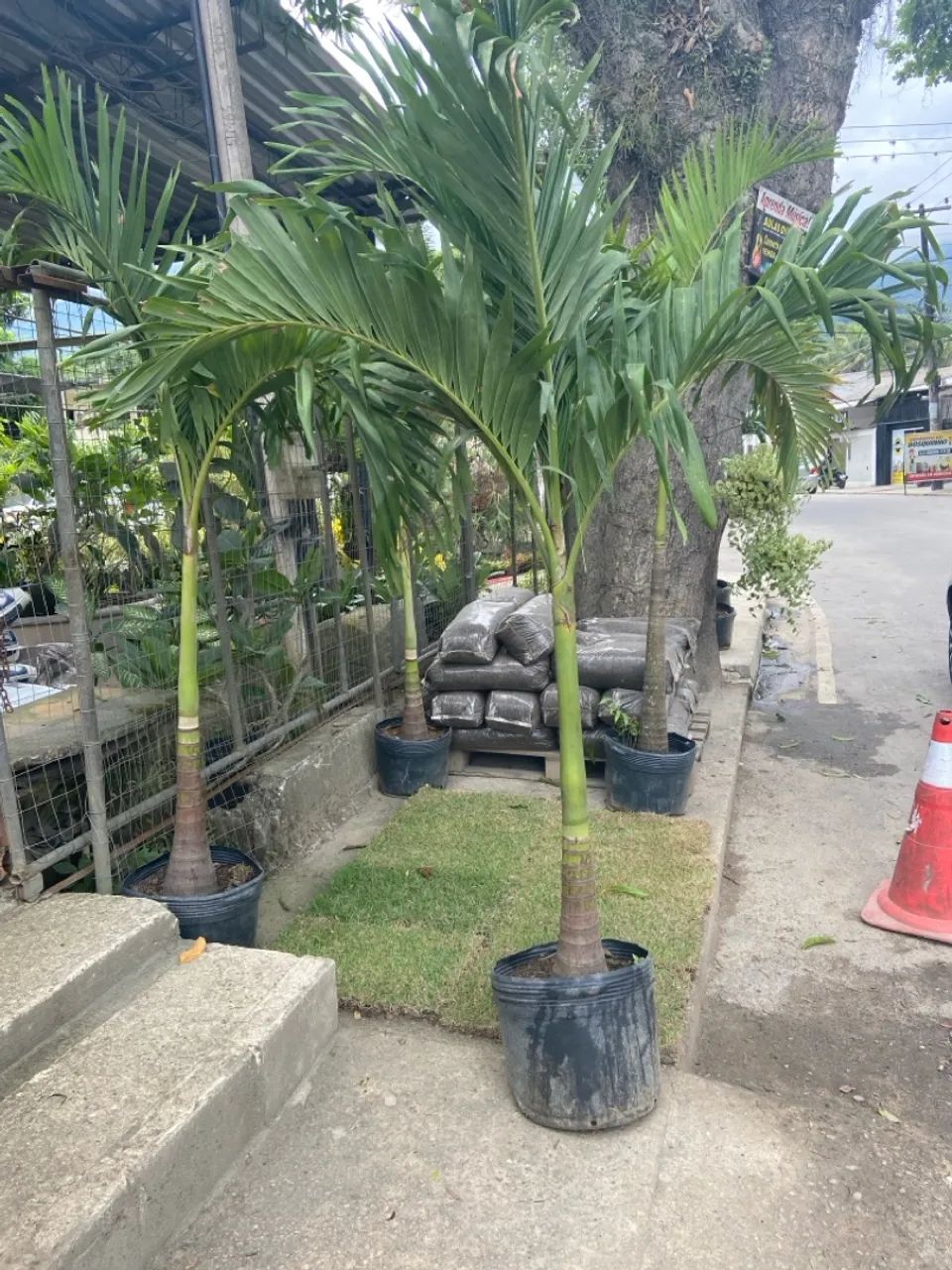 Palmeira Veitchias de 2 Metros - Foto 3