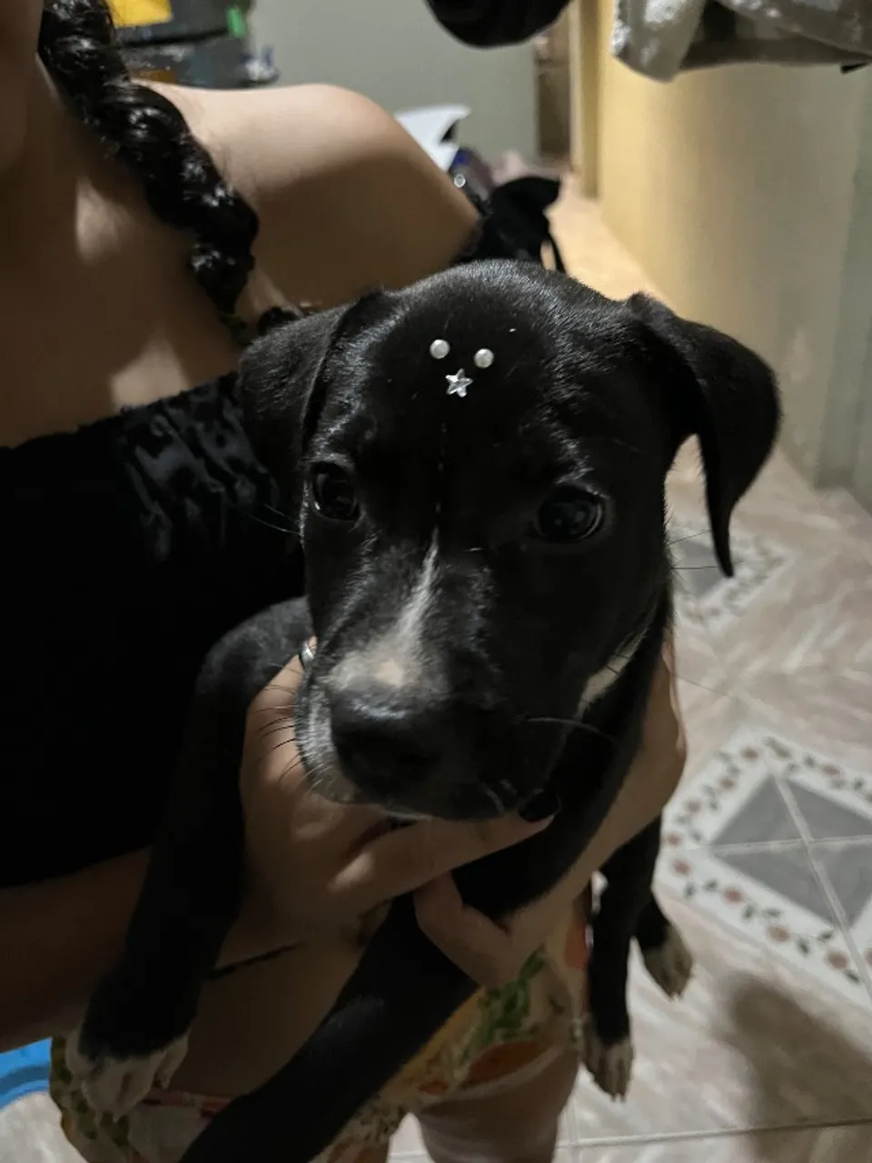 Cadela filhote